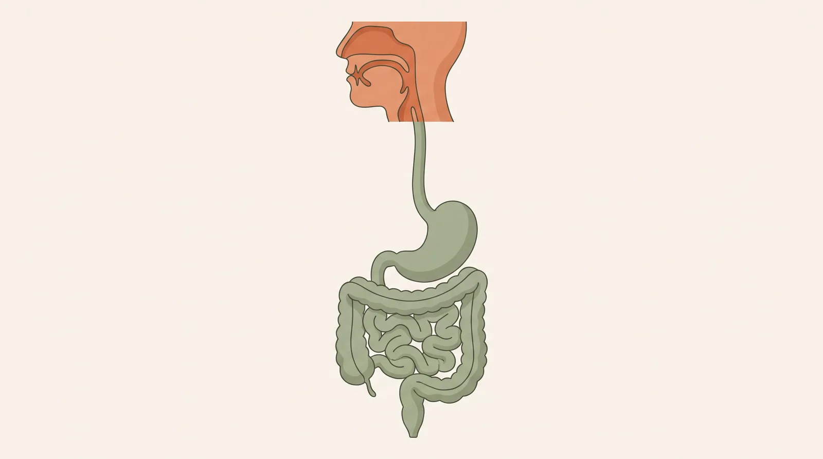 Diagram-style illustration of the digestive tract with the mouth highlighted as the first stage, clean medical illustration style on a light background